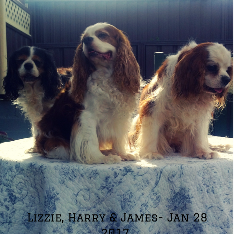 My Three Cavalier King Charles Spaniels – Jan 2017